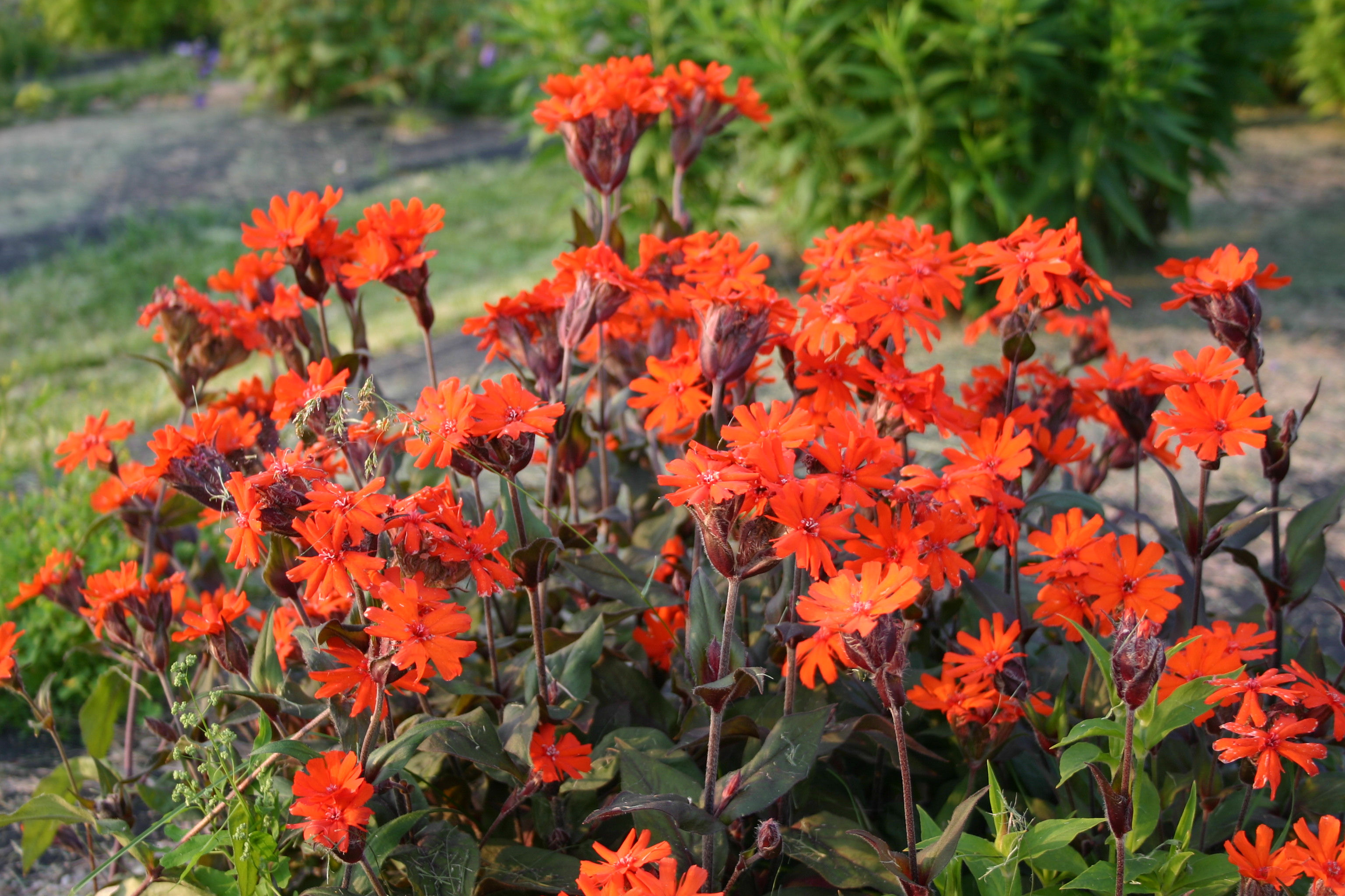 Lychnis arkwrightii 'Vesuvius'